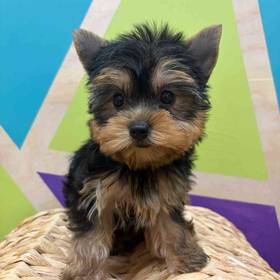 Yorkie