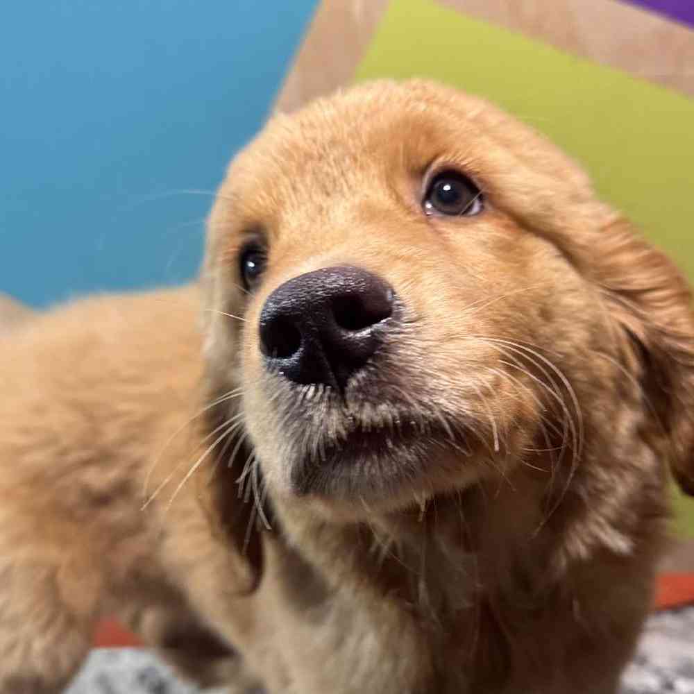 Male Golden Retriever Puppy for Sale in Rogers, AR