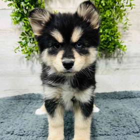 Pomsky