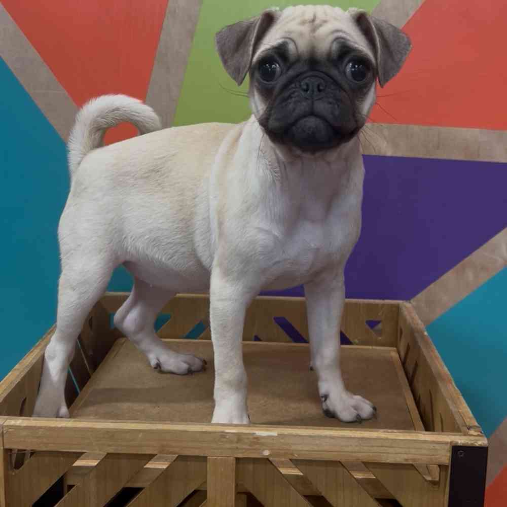 carousel pet images