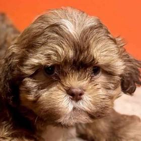 Shih Tzu