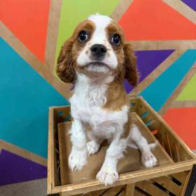 Cavalier King Charles Spaniel