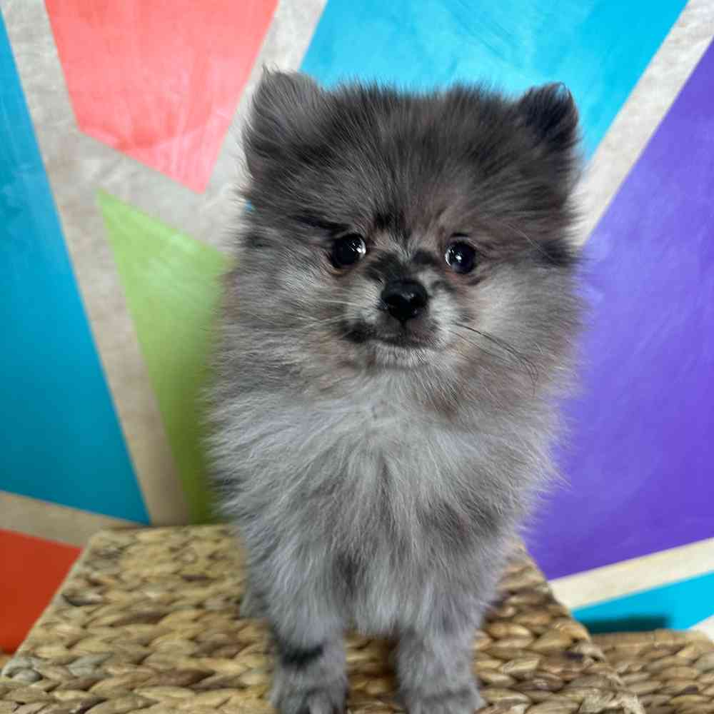 carousel pet images