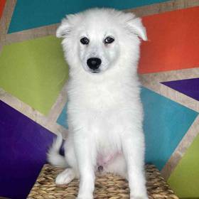American Eskimo