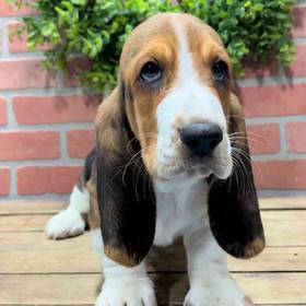 Basset Hound