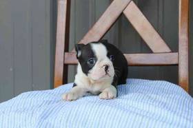 Boston Terrier