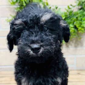 Maltipoo