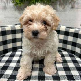 Morkie