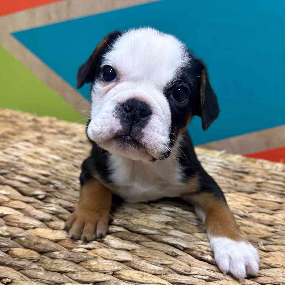 English Bulldog's Gene Pool May Be Too Small to Heal the Breed | UC Davis, image size:1000x1000