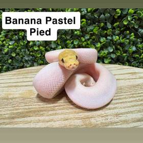 Ball Python
