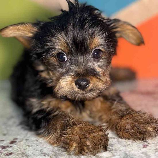Alfie