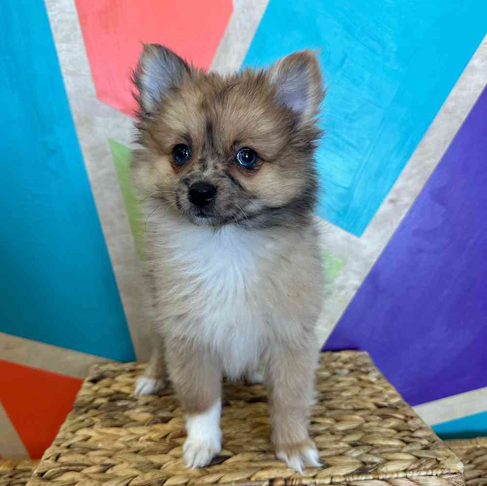 carousel pet images