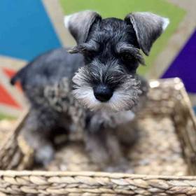 Mini Schnauzer