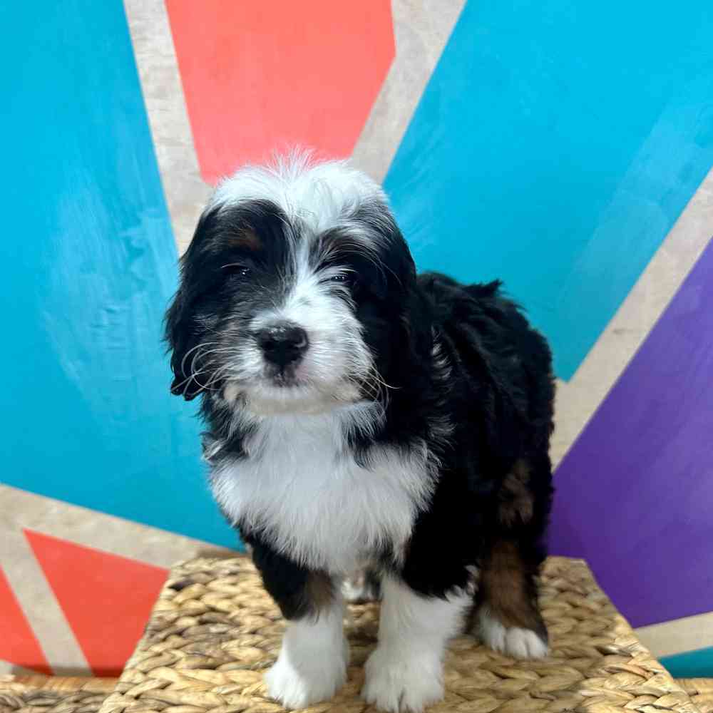 carousel pet images