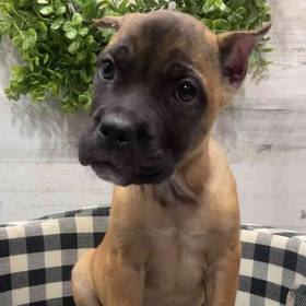 Cane Corso