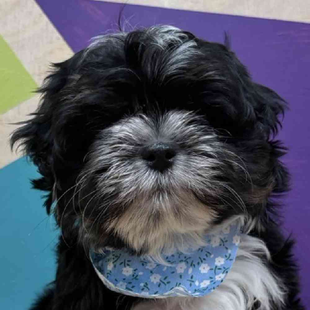 carousel pet images