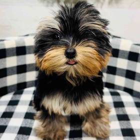 Yorkie