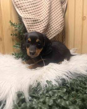 Dachshund
