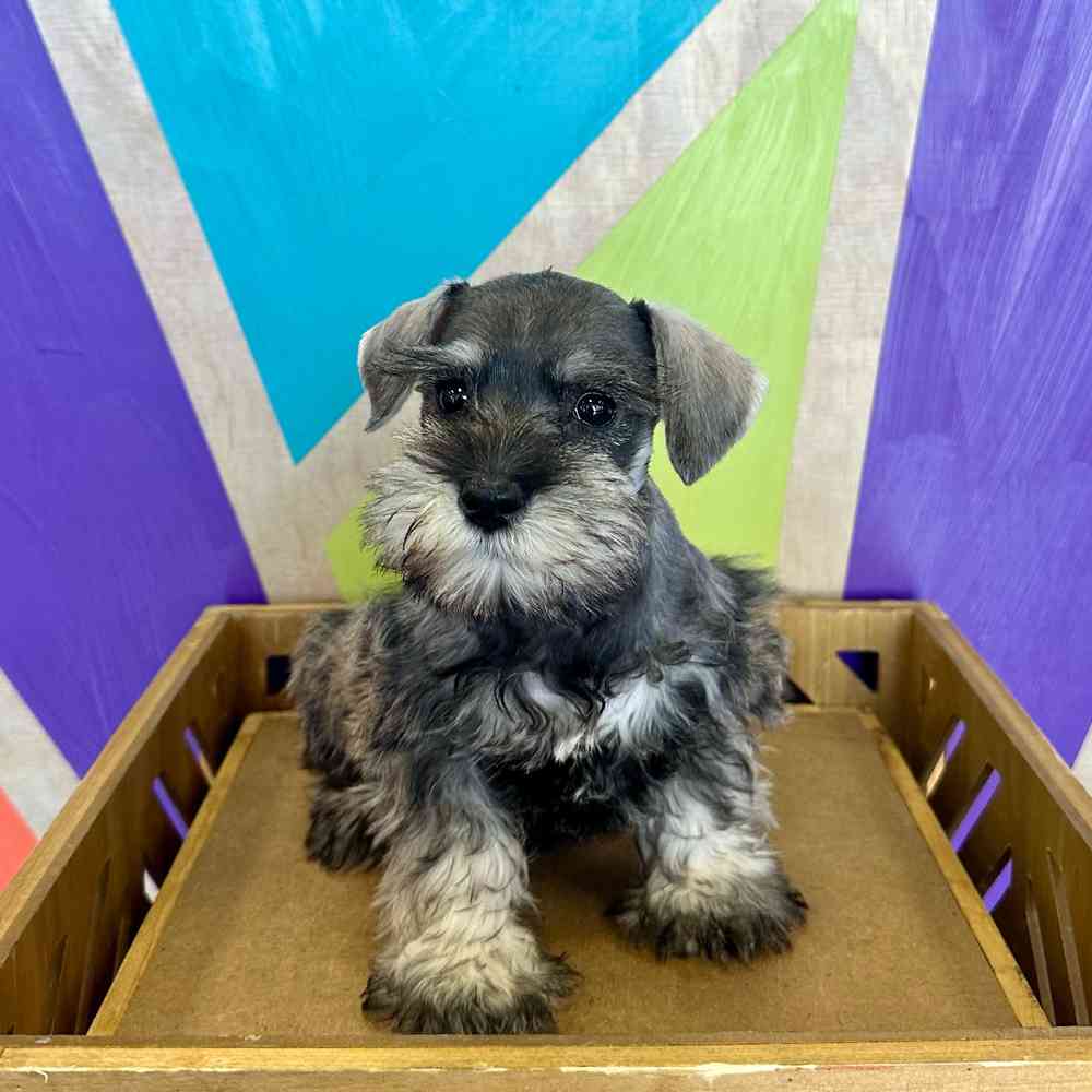 Image of a pet breed in the gallery