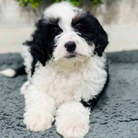 Mini Bernedoodle