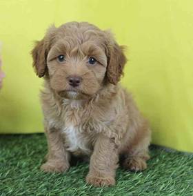 F1B CockaPoo