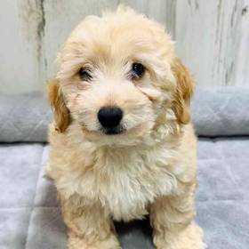 Mini Goldendoodle