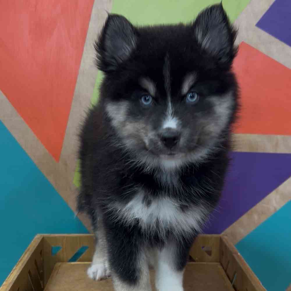 Image of a pet breed in the gallery
