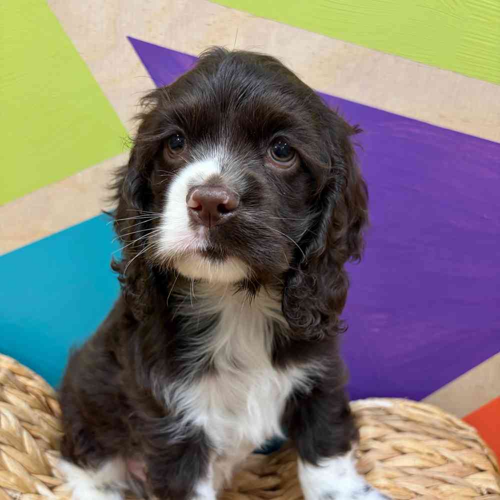 Image of a pet breed in the gallery
