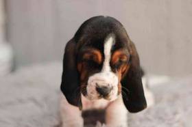 Basset Hound