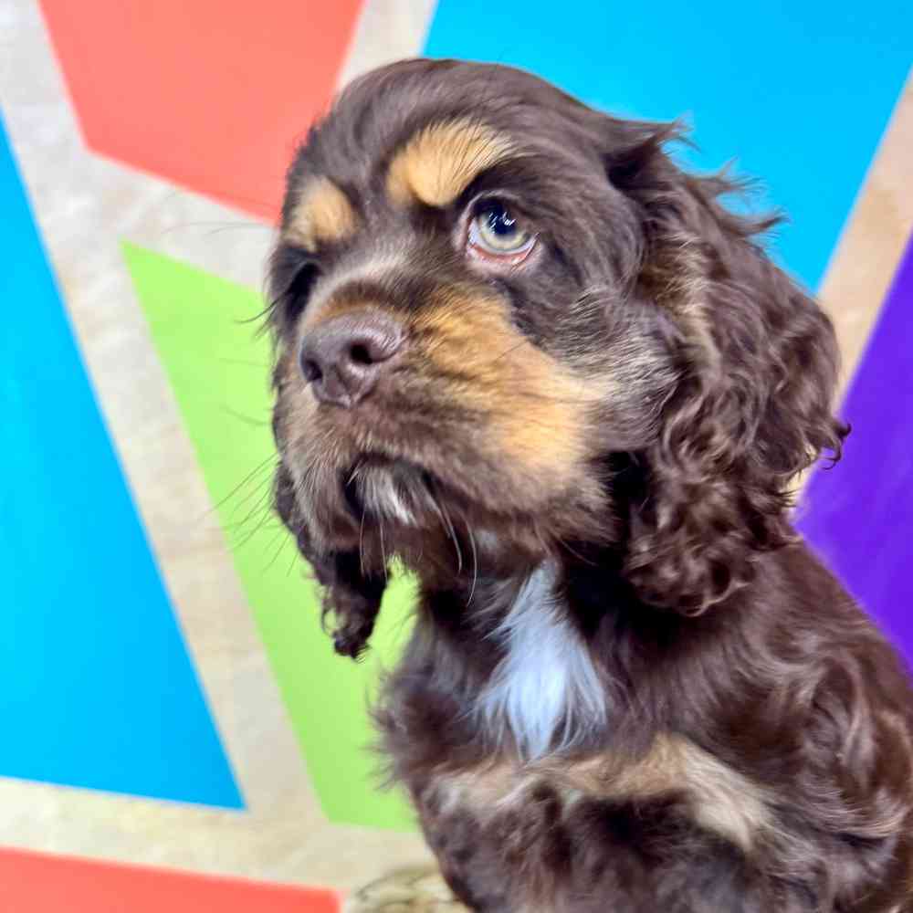 Image of a pet breed in the gallery