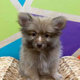 Pomeranian