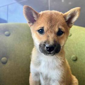 Shiba Inu