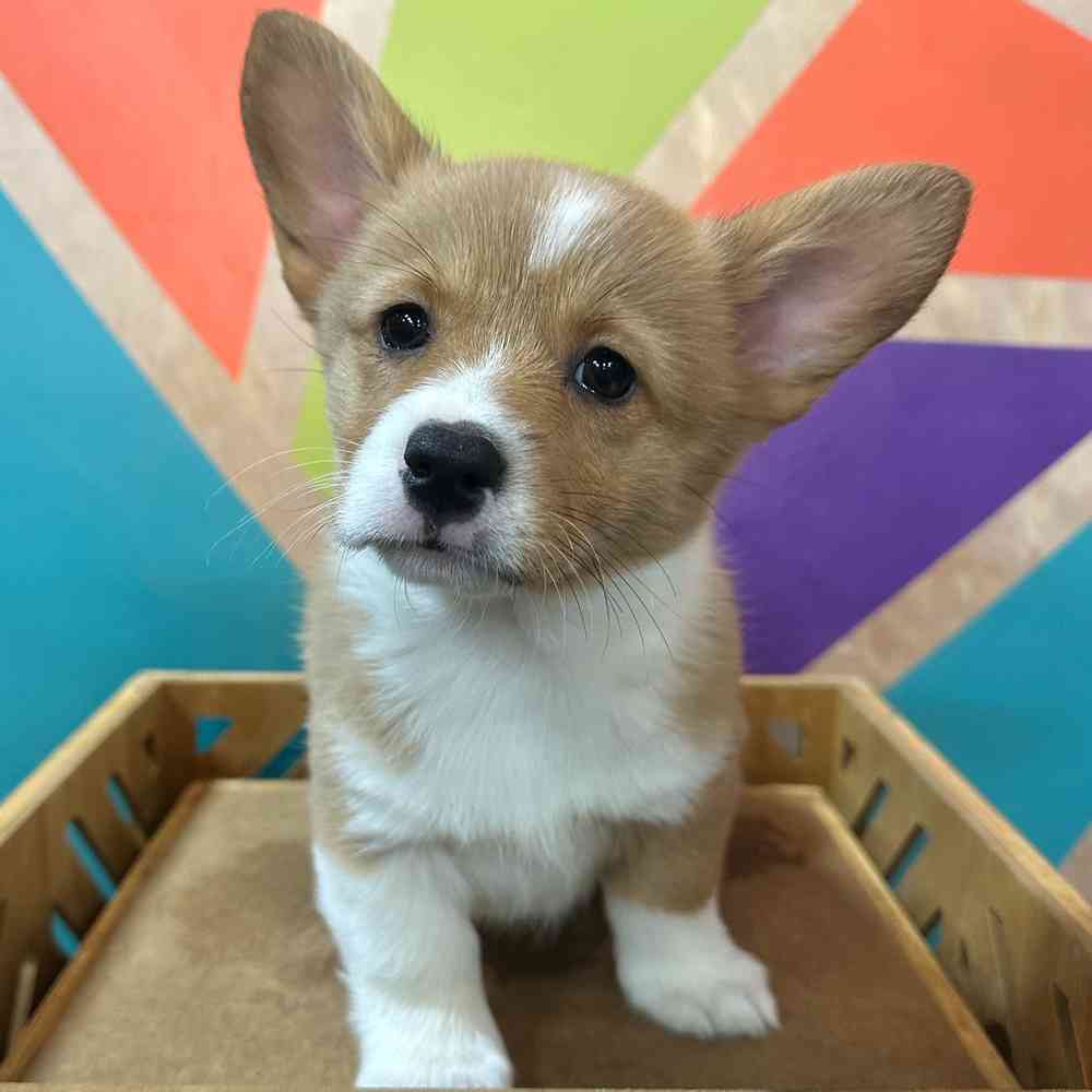 Image of a pet breed in the gallery