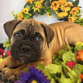 Bullmastiff