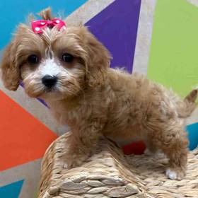 Cavapoo