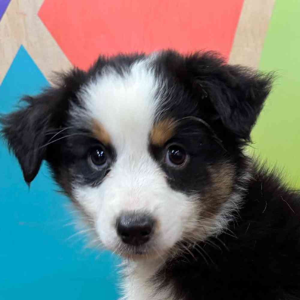 carousel pet images