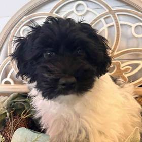 Havanese