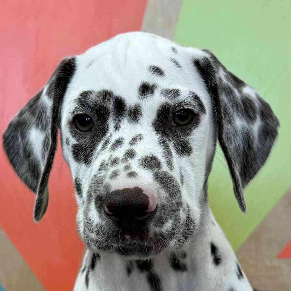 Image of a pet breed in the gallery