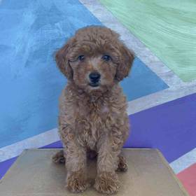 Mini Goldendoodle