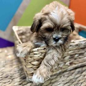 Shipoo