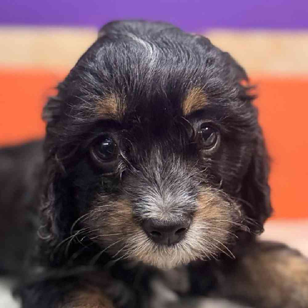 carousel pet images
