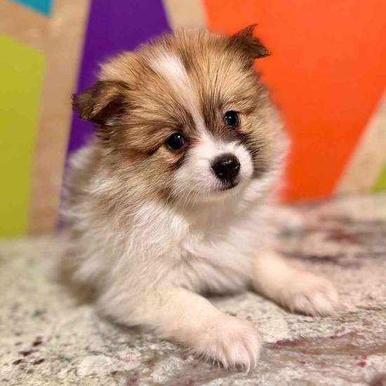 Bella