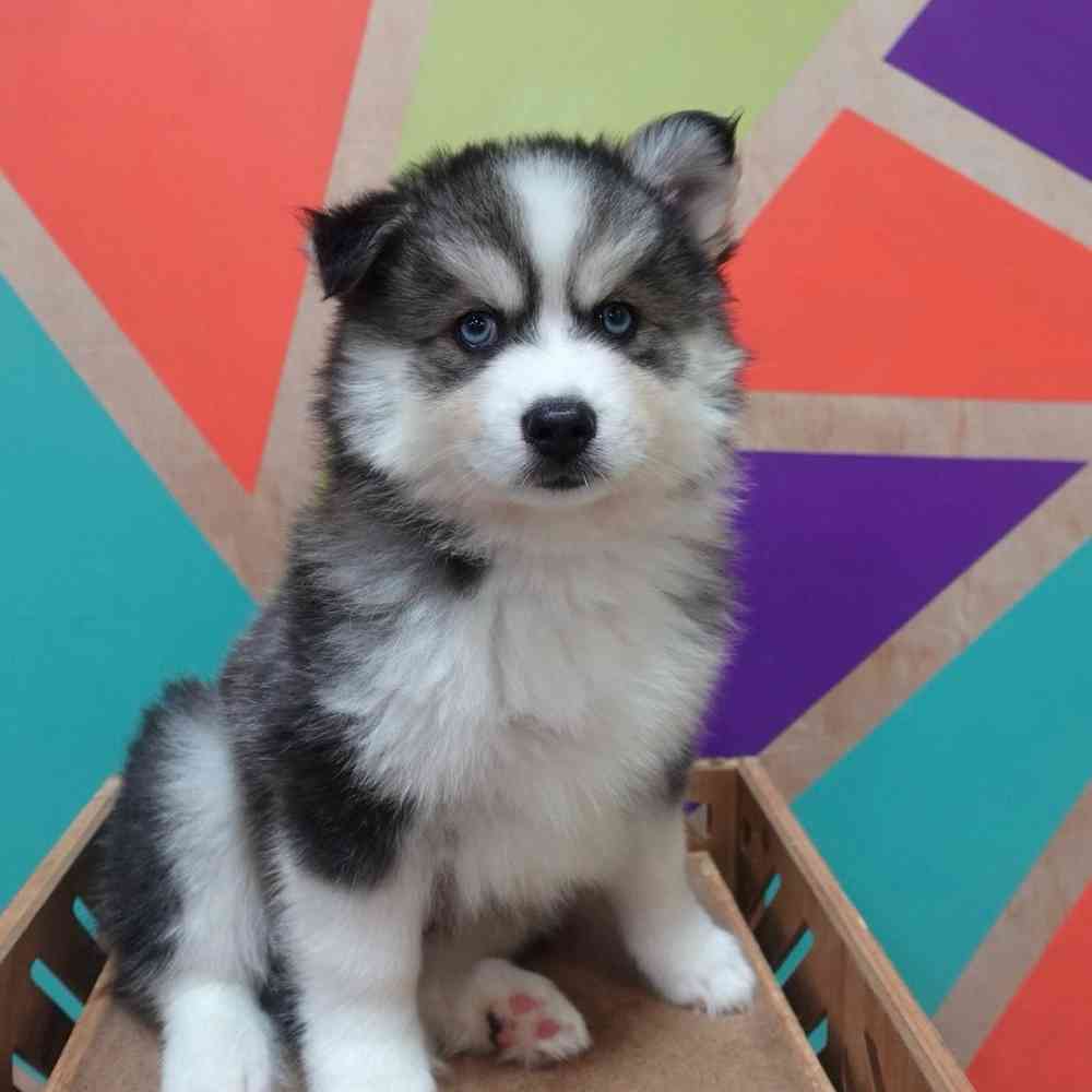 carousel pet images