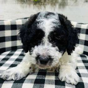 Mini Aussiedoodle