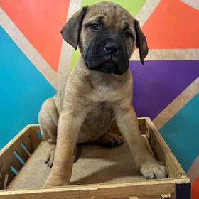 Bullmastiff