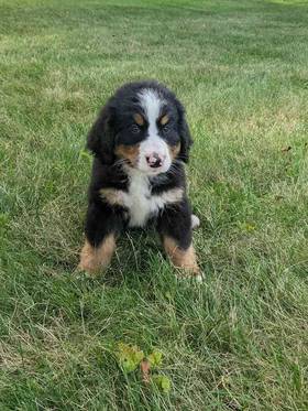 Bernese Mountain Dog