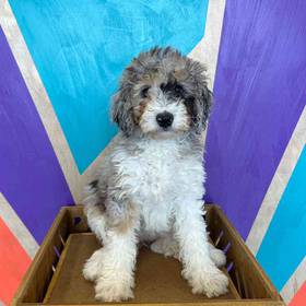 F1b Mini BerneDoodle