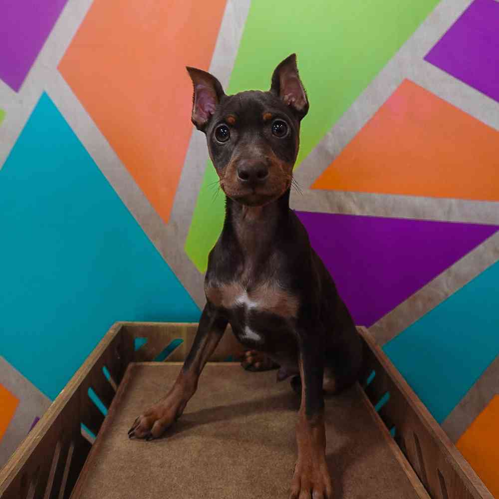 carousel pet images