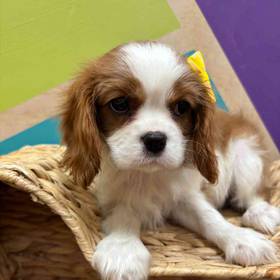 Cavalier King Charles Spaniel