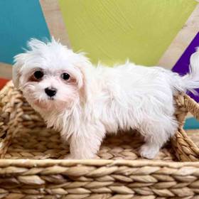 Maltese
